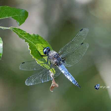 20220525-Marais-Périgny-libellules-Z07_2596