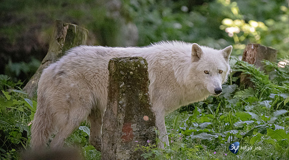20220601-Aran-Park-espagne-Z07_3151_DxO