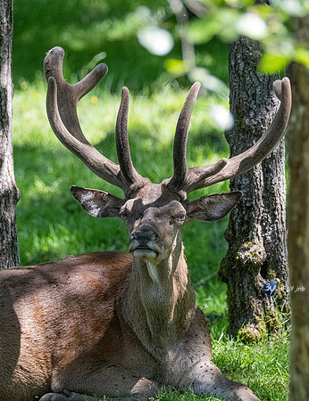 20220601-Aran-Park-espagne-Z07_3115_DxO