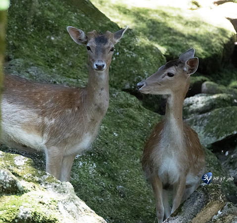20220601-Aran-Park-espagne-Z07_3187_DxO