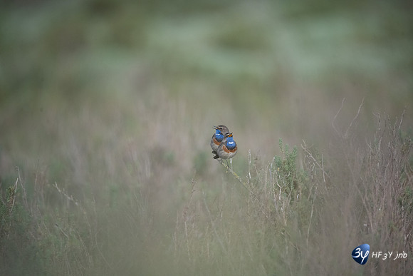 Gorgebleue-Z07_1583
