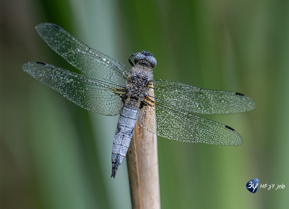 20220525-Marais-Périgny-libellules-Z07_2546
