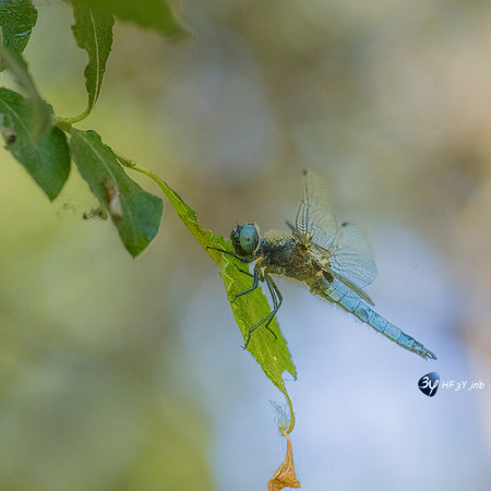20220525-Marais-Périgny-libellules-Z07_2613