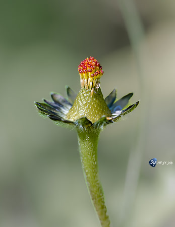 20220409-canal-pistil-LR-Z07_0583
