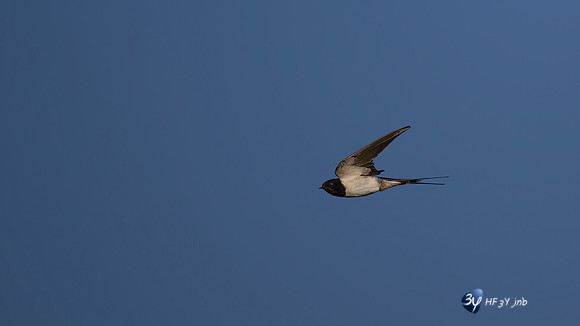 20250812-Bretagne-Z9A_0445-3-Modifier