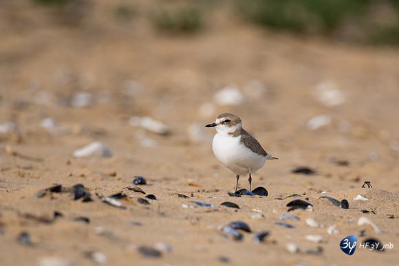 20220428-Aiguillon-plage-Z07_1244