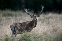 1920-20240917-Brame du Cerf-_Z9B2005-2-M-M