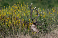 1920-20240917-Brame du Cerf-_Z9B2263-2-M