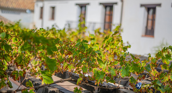 20221012-Grenade-Jardins-Alhambra-Espagne-Z07_1276