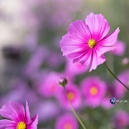 20221012-Grenade-Jardins-Alhambra-Espagne-Z07_1296