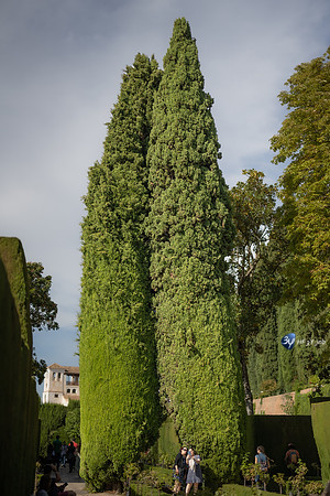 20221012-Grenade-Jardins-Alhambra-Espagne-Z07_1309