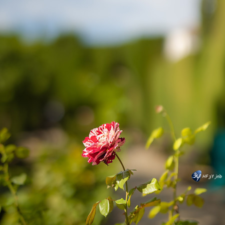 20221012-Grenade-Jardins-Alhambra-Espagne-Z07_1318