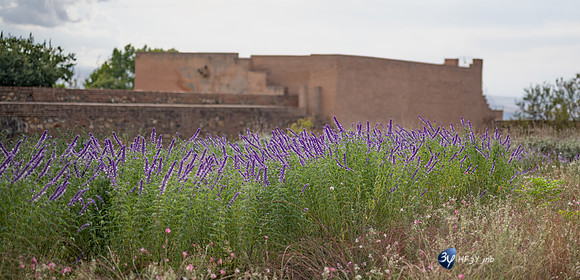 20221012-Grenade-Jardins-Alhambra-Espagne-Z07_1394