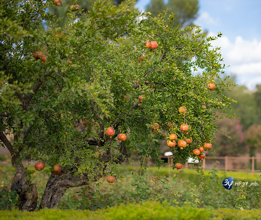 20221012-Grenade-Jardins-Alhambra-Espagne-Z07_1397