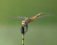 20251004-delta-ebre-ep-raw-z9a_2349-m-m