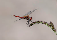20251004-delta-ebre-ep-raw-z9a_2449-m