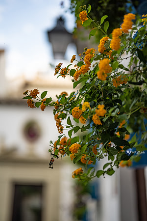20221008-Cordoba-espagne-Z07_0491