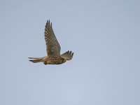 11122025-20251211-Grues-Cendrées-vendée-Z9A_1117-2-Modifier