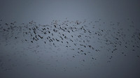 11122025-20251211-Grues-Cendrées-vendée-Z9A_1101-2-Modifier-Modifier