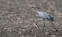 11122025-20251211-Grues-Cendrées-vendée-Z9A_1185-2-Modifier-Modifier