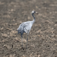 11122025-20251211-Grues-Cendrées-vendée-Z9A_1198-2-Modifier