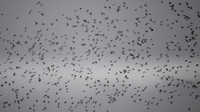 11122025-20251211-Grues-Cendrées-vendée-Z9A_1054-2-Modifier-Modifier