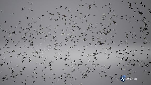 11122025-20251211-Grues-Cendrées-vendée-Z9A_1054-2-Modifier-Modifier