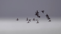 11122025-20251211-Grues-Cendrées-vendée-Z9B_0800-2-Modifier