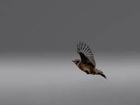 11122025-20251211-Grues-Cendrées-vendée-Z9B_0884-2-Modifier-2