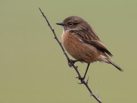 11122025-20251211-Grues-Cendrées-vendée-Z9B_0853-2-Modifier