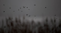 11122025-20251211-Grues-Cendrées-vendée-Z9B_0842-2-Modifier