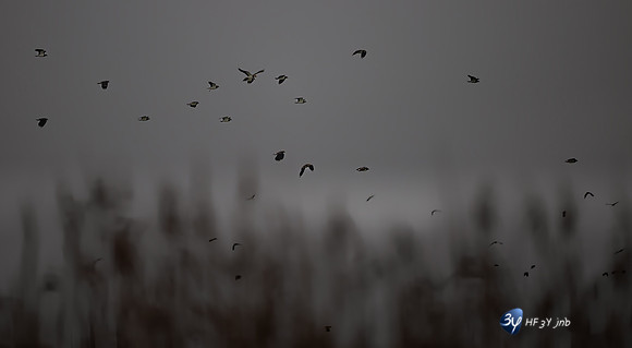 11122025-20251211-Grues-Cendrées-vendée-Z9B_0842-2-Modifier