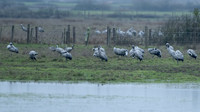 11122025-20251211-Grues-Cendrées-vendée-Z9A_1887-2-Modifier
