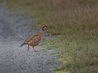 11122025-20251211-Grues-Cendrées-vendée-Z9B_1348-2-Modifier