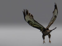 11122025-20251211-Grues-Cendrées-vendée-Z9B_1403-2-Modifier-Modifier