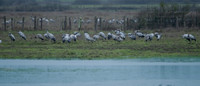 11122025-20251211-Grues-Cendrées-vendée-Z9A_1804-2-Modifier-Modifier