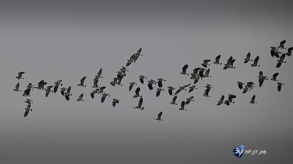 11122025-20251211-Grues-Cendrées-vendée-Z9B_1654-2-Modifier