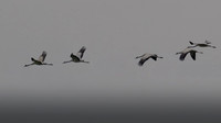 11122025-20251211-Grues-Cendrées-vendée-Z9B_1708-2-Modifier