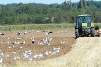 20120808-cigogne-_JNB1537