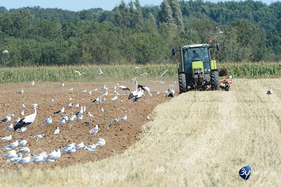 20120808-cigogne-_JNB1533