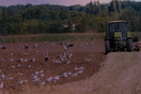 20120808-cigogne-_JNB1537-2026050616h54