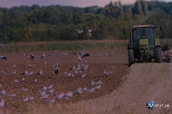 20120808-cigogne-_JNB1537-2026050616h54