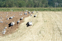 20120808-cigogne-_JNB1548