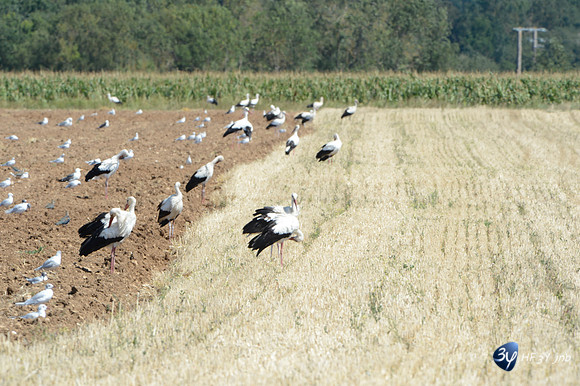 20120808-cigogne-_JNB1548