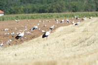 20120808-cigogne-_JNB1543