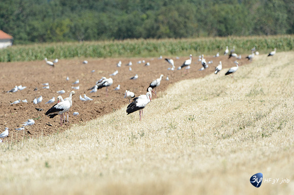 20120808-cigogne-_JNB1543