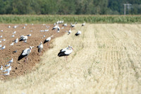 20120808-cigogne-_JNB1546