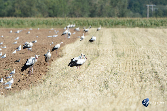20120808-cigogne-_JNB1546
