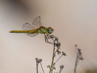 20251004-Delta-Ebre-ep-raw-Z9A_2332-M