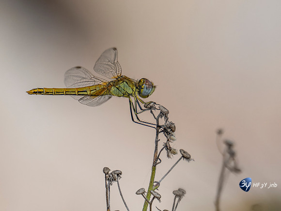 20251004-Delta-Ebre-ep-raw-Z9A_2332-M